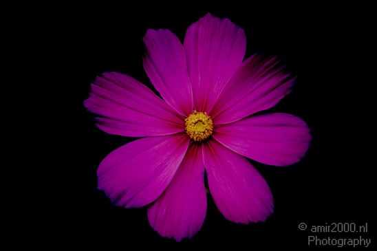 Flower_Nature_Landscape_Photography_009_Canon_EOS_5D_Mark_IV.JPG