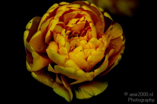 Flower_Nature_Landscape_Photography_013_Canon_EOS_7D.JPG
