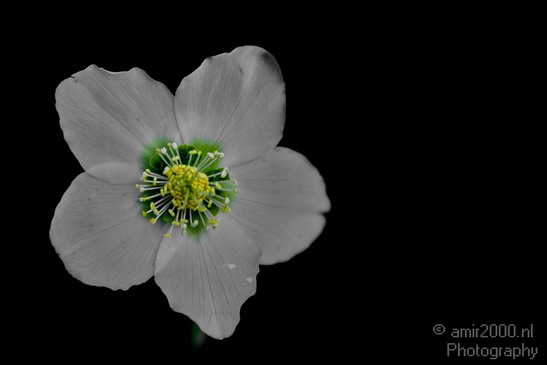 Flower_Nature_Landscape_Photography_022_Canon_EOS_5D_Mark_IV.JPG