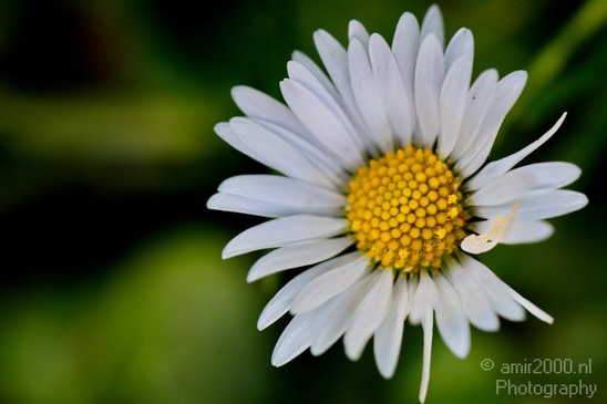 Flower_Nature_Landscape_Photography_024_Canon_EOS_5D_Mark_IV.JPG