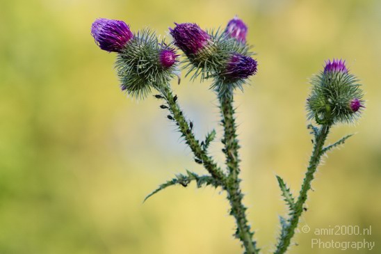 Flower_Nature_Landscape_Photography_027_Canon_EOS_7D.JPG