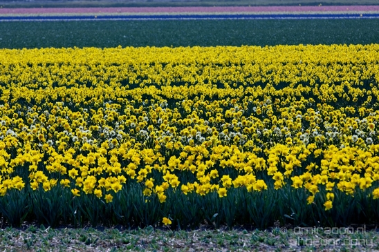 Flower_fields_Spring_colors_Dutch_landscape_nature_Photography_001_Canon_EOS_5D_Mark_IV.JPG