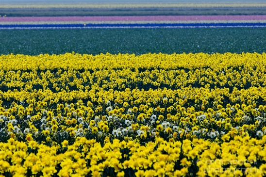 Flower_fields_Spring_colors_Dutch_landscape_nature_Photography_002_Canon_EOS_5D_Mark_IV.JPG