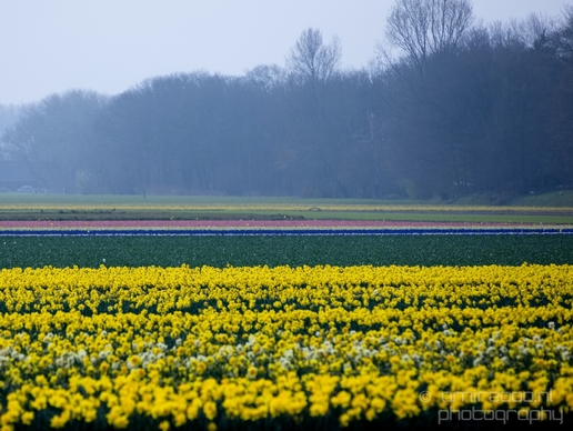 Flower_fields_Spring_colors_Dutch_landscape_nature_Photography_004_Canon_EOS_5D_Mark_IV.JPG