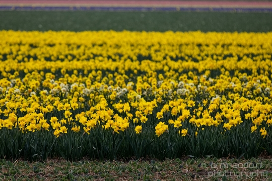Flower_fields_Spring_colors_Dutch_landscape_nature_Photography_005_Canon_EOS_5D_Mark_IV.JPG