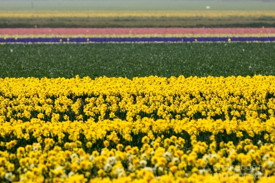 Flower_fields_Spring_colors_Dutch_landscape_nature_Photography_006_Canon_EOS_5D_Mark_IV.JPG