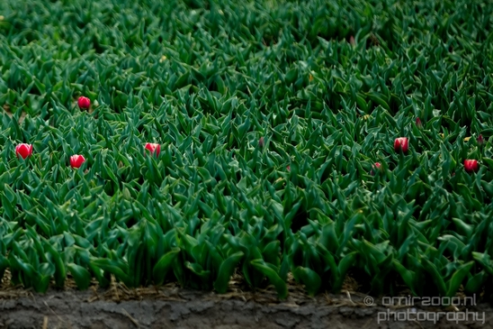 Flower_fields_Spring_colors_Dutch_landscape_nature_Photography_008_Canon_EOS_5D_Mark_IV.JPG