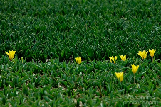 Flower_fields_Spring_colors_Dutch_landscape_nature_Photography_009_Canon_EOS_5D_Mark_IV.JPG