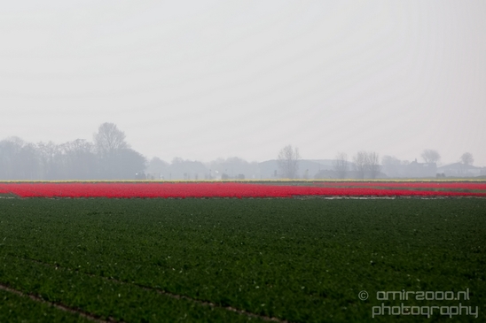 Flower_fields_Spring_colors_Dutch_landscape_nature_Photography_011_Canon_EOS_5D_Mark_IV.JPG