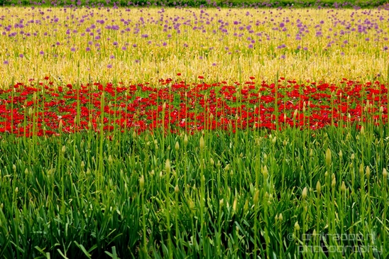 Flower_fields_Spring_colors_Dutch_landscape_nature_Photography_012_Canon_EOS_5D_Mark_IV.JPG