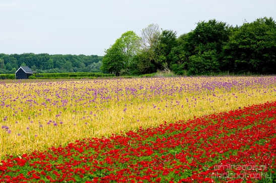 Flower_fields_Spring_colors_Dutch_landscape_nature_Photography_013_Canon_EOS_5D_Mark_IV.JPG