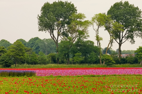Flower_fields_Spring_colors_Dutch_landscape_nature_Photography_014_Canon_EOS_5D_Mark_IV.JPG