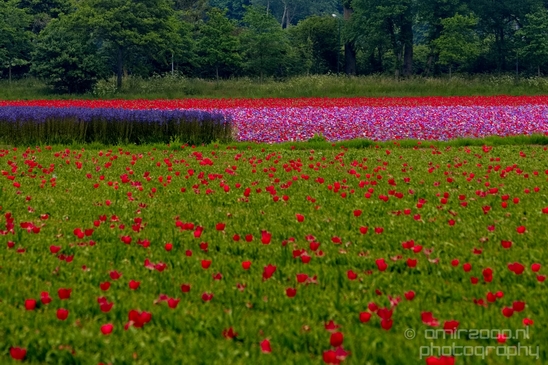 Flower_fields_Spring_colors_Dutch_landscape_nature_Photography_015_Canon_EOS_5D_Mark_IV.JPG
