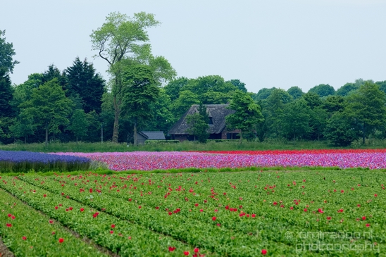Flower_fields_Spring_colors_Dutch_landscape_nature_Photography_016_Canon_EOS_5D_Mark_IV.JPG