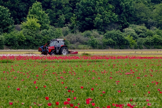 Flower_fields_Spring_colors_Dutch_landscape_nature_Photography_017_Canon_EOS_5D_Mark_IV.JPG