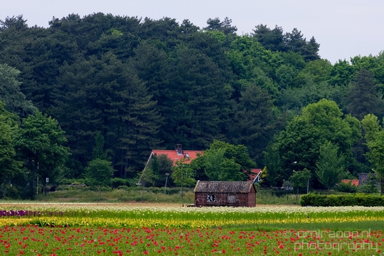 Flower_fields_Spring_colors_Dutch_landscape_nature_Photography_018_Canon_EOS_5D_Mark_IV.JPG