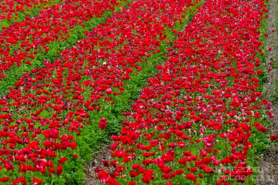 Flower_fields_Spring_colors_Dutch_landscape_nature_Photography_020_Canon_EOS_5D_Mark_IV.JPG