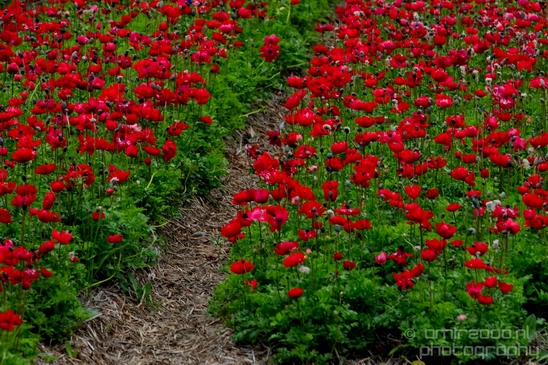Flower_fields_Spring_colors_Dutch_landscape_nature_Photography_021_Canon_EOS_5D_Mark_IV.JPG
