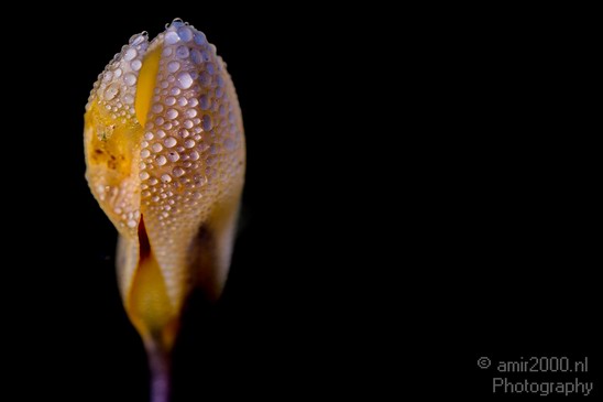 Flower_morning_dew_nature_macro_Landscape_Photography_002_Canon_EOS_5D_Mark_IV.JPG