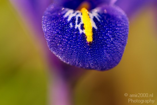 Flower_morning_dew_nature_macro_Landscape_Photography_004_Canon_EOS_5D_Mark_IV.JPG