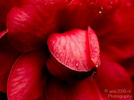Flower_nature_macro_Landscape_Photography_005_Canon_EOS_5D_Mark_IV.JPG