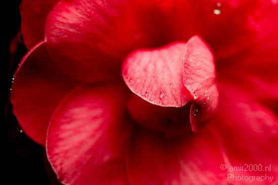 Flower_nature_macro_Landscape_Photography_006_Canon_EOS_5D_Mark_IV.JPG