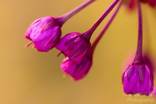 Flower_nature_macro_Landscape_Photography_048_Canon_EOS_5D_Mark_IV.JPG
