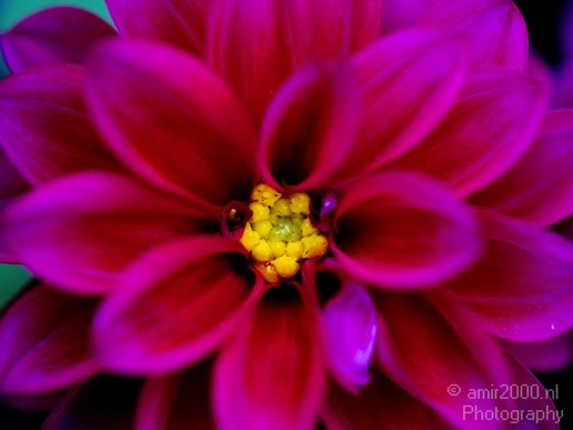 Flower_nature_macro_Landscape_Photography_050_Canon_EOS_5D_Mark_IV.JPG