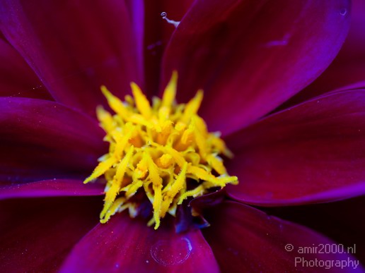 Flower_nature_macro_Landscape_Photography_052_Canon_EOS_5D_Mark_IV.JPG