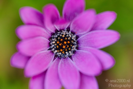 Flower_nature_macro_Landscape_Photography_053_Canon_EOS_5D_Mark_IV.JPG