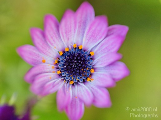 Flower_nature_macro_Landscape_Photography_054_Canon_EOS_5D_Mark_IV.JPG