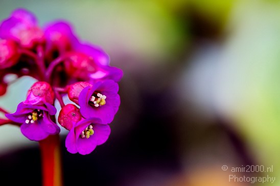 Flower_nature_macro_Landscape_Photography_055_Canon_EOS_5D_Mark_IV.JPG