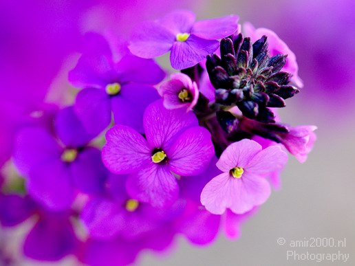 Flower_nature_macro_Landscape_Photography_058_Canon_EOS_5D_Mark_IV.JPG