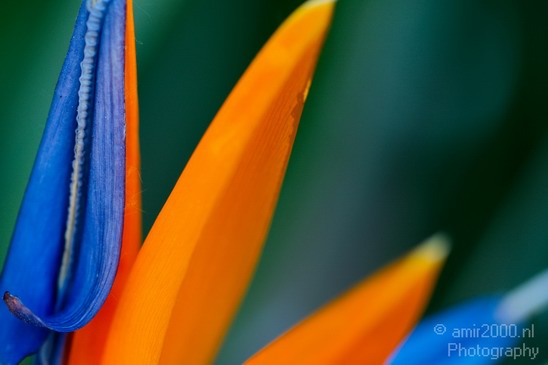 Flower_nature_macro_Landscape_Photography_061_Canon_EOS_5D_Mark_IV.JPG