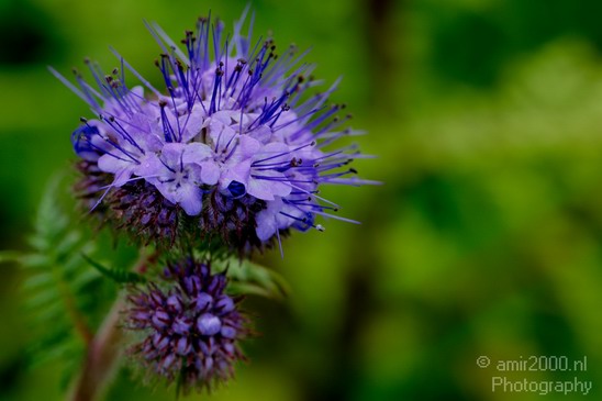 Flower_nature_macro_Landscape_Photography_065_Canon_EOS_5D_Mark_IV.JPG