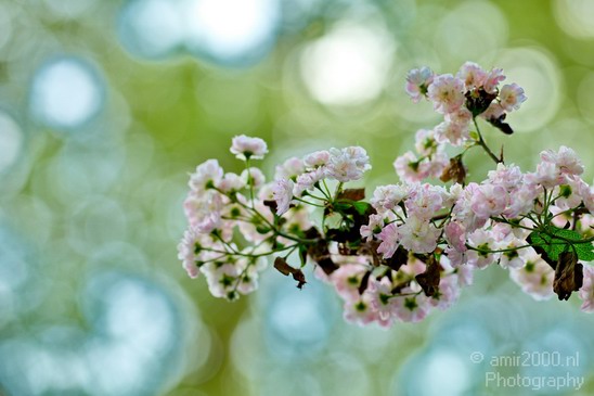 Flower_nature_macro_Landscape_Photography_077_Canon_EOS_5D_Mark_IV.JPG