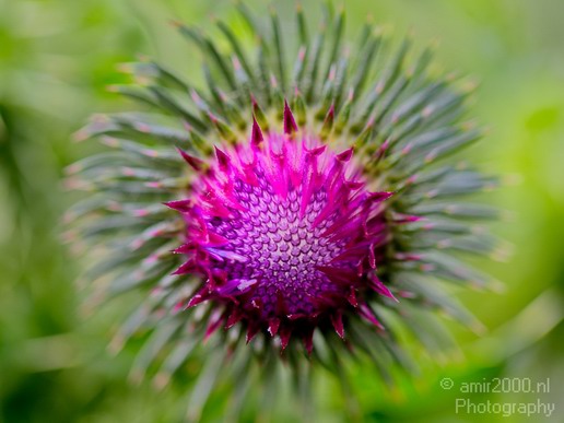 Flower_nature_macro_Landscape_Photography_082_Canon_EOS_5D_Mark_IV.JPG