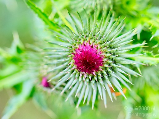 Flower_nature_macro_Landscape_Photography_083_Canon_EOS_5D_Mark_IV.JPG