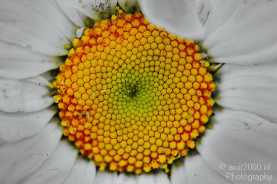 Flower_nature_macro_Landscape_Photography_085_Canon_EOS_5D_Mark_IV.JPG