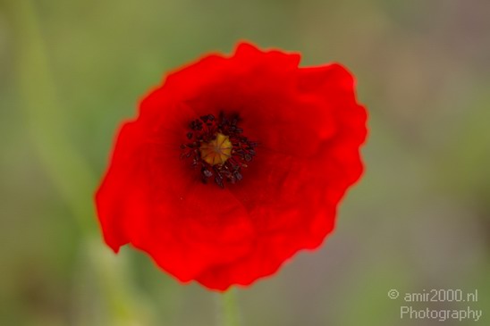 Flower_nature_macro_Landscape_Photography_090_Canon_EOS_5D_Mark_IV.JPG