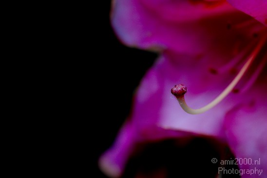 Flower_nature_macro_Landscape_Photography_095_Canon_EOS_5D_Mark_IV.JPG