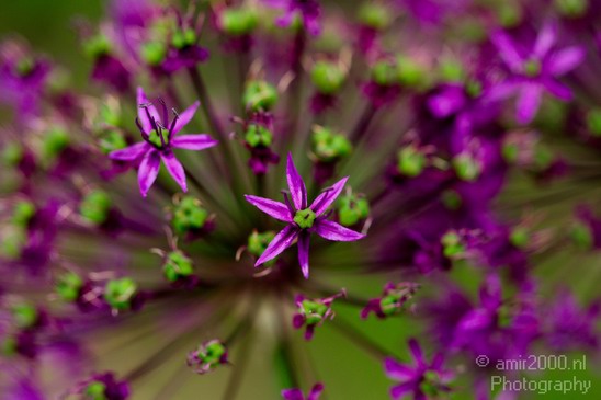Flower_nature_macro_Landscape_Photography_100_Canon_EOS_5D_Mark_IV.JPG