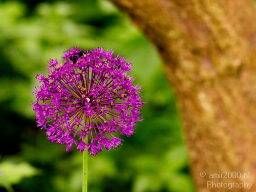 Flower_nature_macro_Landscape_Photography_102_Canon_EOS_5D_Mark_IV.JPG