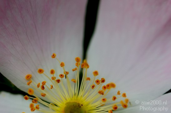 Flower_nature_macro_Landscape_Photography_104_Canon_EOS_5D_Mark_IV.JPG