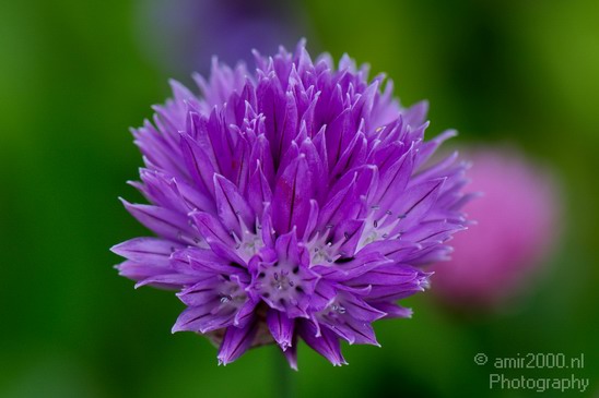 Flower_nature_macro_Landscape_Photography_110_Canon_EOS_5D_Mark_IV.JPG