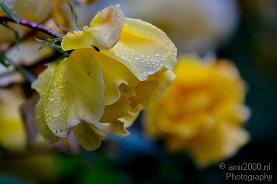 Flower_nature_macro_Landscape_Photography_116_Canon_EOS_5D_Mark_IV.JPG