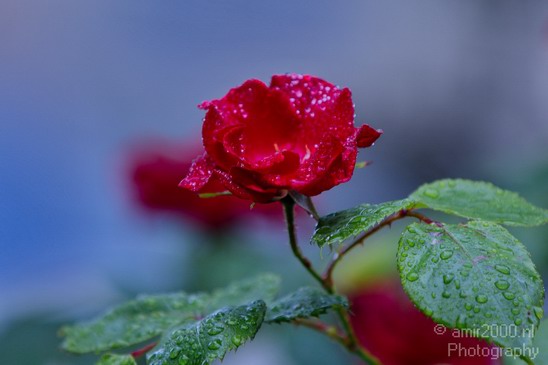 Flower_nature_macro_Landscape_Photography_117_Canon_EOS_5D_Mark_IV.JPG