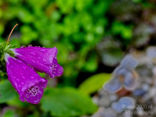Flower_nature_macro_Landscape_Photography_121_Canon_EOS_5D_Mark_IV.JPG