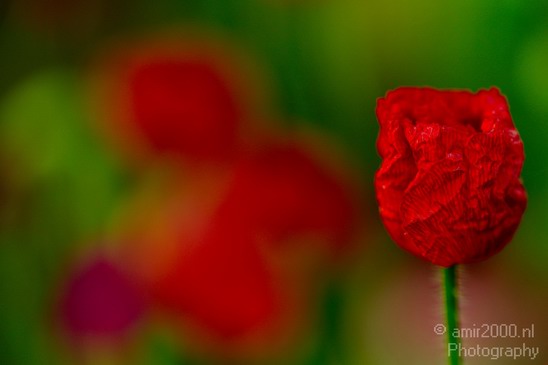 Flower_nature_macro_Landscape_Photography_125_Canon_EOS_5D_Mark_IV.JPG