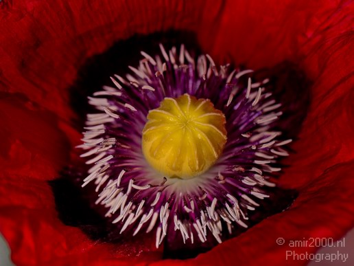 Flower_nature_macro_Landscape_Photography_129_Canon_EOS_5D_Mark_IV.JPG